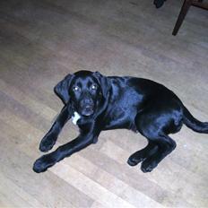 Blanding af racer balou