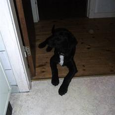 Blanding af racer balou