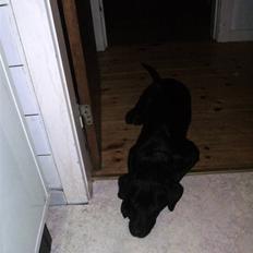 Blanding af racer balou