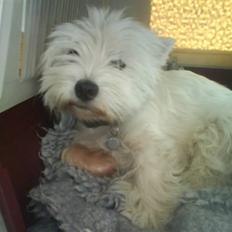 West highland white terrier *Promise-Coco