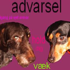 Ruhåret hønsehund zita    `farmors´