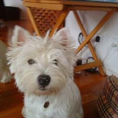 West highland white terrier *Penelope-Penny