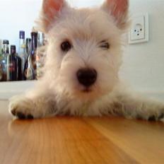 West highland white terrier *Penelope-Penny