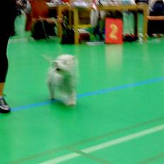 West highland white terrier *Penelope-Penny