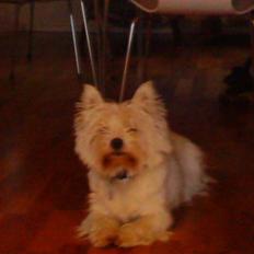 West highland white terrier *Westie White Wilma-Perle
