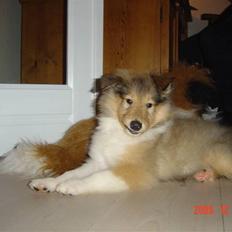 Collie langhåret Richie