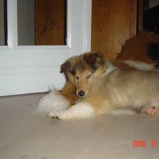 Collie langhåret Richie