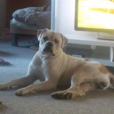 Amerikansk bulldog Balou R.I.P.