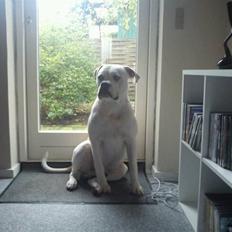 Amerikansk bulldog Balou R.I.P.