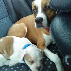 Amerikansk bulldog Balou R.I.P.