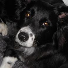 Blanding af racer Sasha