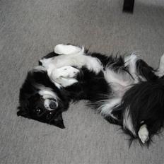 Blanding af racer Sasha