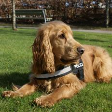 Cocker spaniel Pax