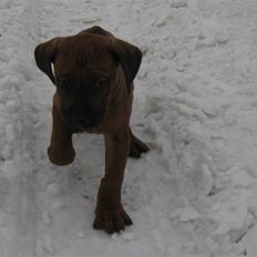 Rhodesian ridgeback Charlie
