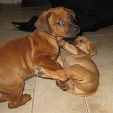 Rhodesian ridgeback Charlie