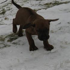 Rhodesian ridgeback Charlie