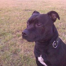 Staffordshire bull terrier Elvis  *R.I.P*