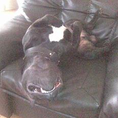 Staffordshire bull terrier Elvis  *R.I.P*