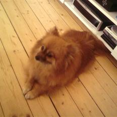 Pomeranian RIP Trikkie <3 2002 -2012