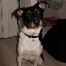 Dansk svensk gaardhund Mr.Big aka Vimse