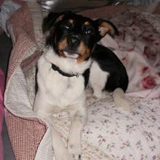 Dansk svensk gaardhund Mr.Big aka Vimse