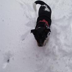 Dansk svensk gaardhund Mr.Big aka Vimse