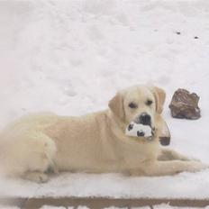 Golden retriever Woodstar Tilo