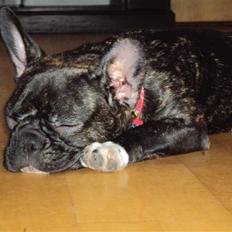 Fransk bulldog Carla 