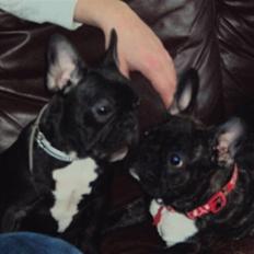 Fransk bulldog Carla 