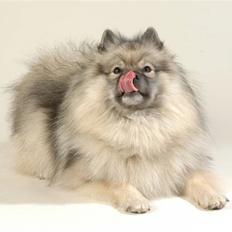 Keeshond Feluca (Clevenkeesen)