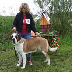 Sankt bernhardshund Zoomorf's Elvira Madigan