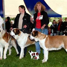 Sankt bernhardshund Zoomorf's Elvira Madigan