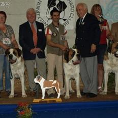 Sankt bernhardshund Zoomorf's Elvira Madigan