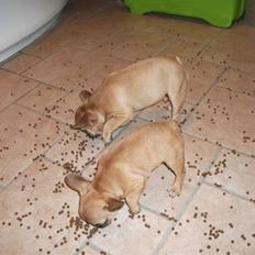 Fransk bulldog Alberte