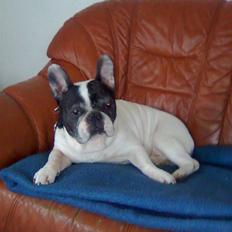 Fransk bulldog Tjavs *Himmelprins*