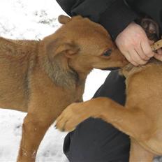 Blanding af racer Tika