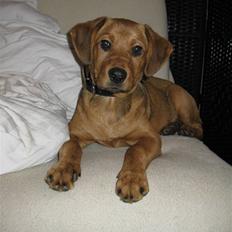 Blanding af racer Tika