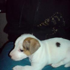 Jack russell terrier Kiwie
