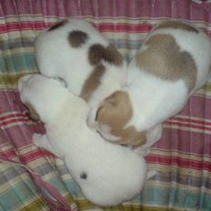 Jack russell terrier Kiwie