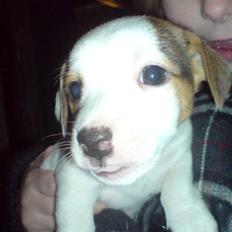 Jack russell terrier Kiwie