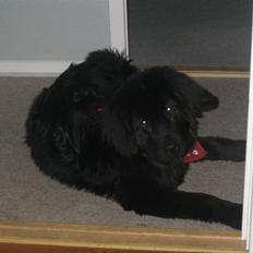 Newfoundlænder Candy