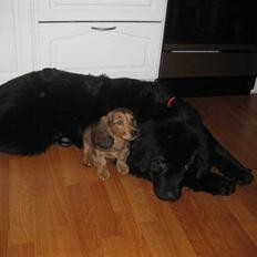 Newfoundlænder Candy