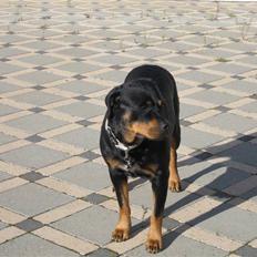 Rottweiler Bumle " Teqila "