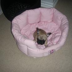 Fransk bulldog Lisbeth