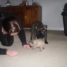 Fransk bulldog Lisbeth