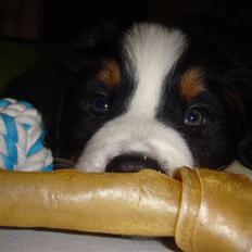 Berner sennenhund Lucas