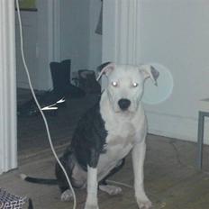 Amerikansk staffordshire terrier Gucci