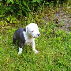 Amerikansk staffordshire terrier Gucci