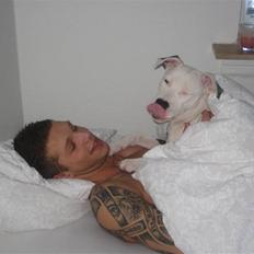 Amerikansk staffordshire terrier Gucci