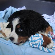 Berner sennenhund Lucas